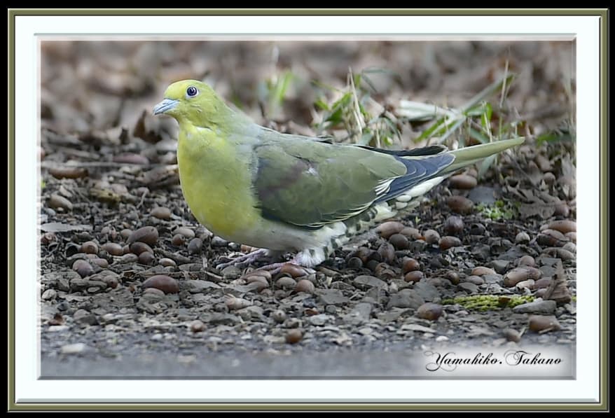 アオバト(White-bellied Green Pigeon)    —’15.3.1—