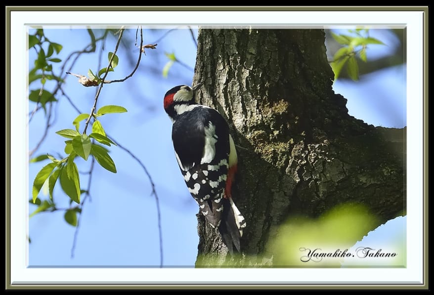 アカゲラ（ Great Spotted Woodpecker）と共に新緑の春の森に遊ぶ—2013.3.17—