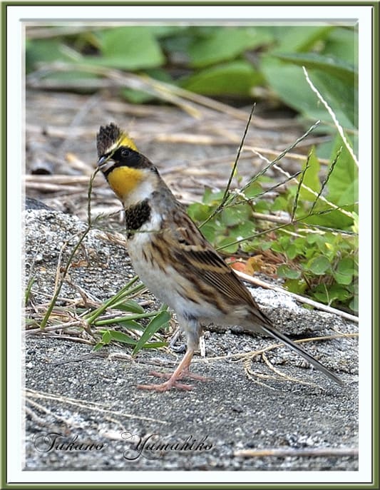 秋の舳倉島で逢った野鳥たち -A.ミヤマホウジロ（Yellow-throated Bunitng）–2012.10.10～12—