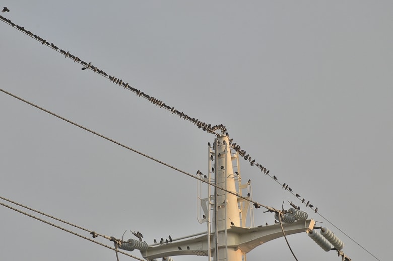 ムクドリ(grey starling)　　　　—15.12.15—
