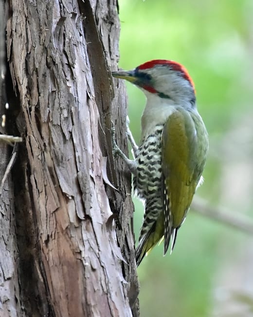 アオゲラ♂（Japanese Green Woodpecker)     —’14.10.8—