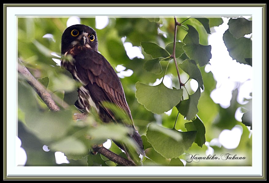 アオバズク（Brown Hawk Owl)　　　　　　—15.10.19—