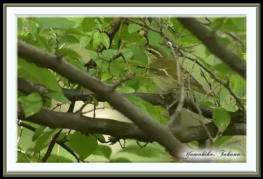 エゾムシクイ(Sakhalin leaf warbler)        —15.10.5—
