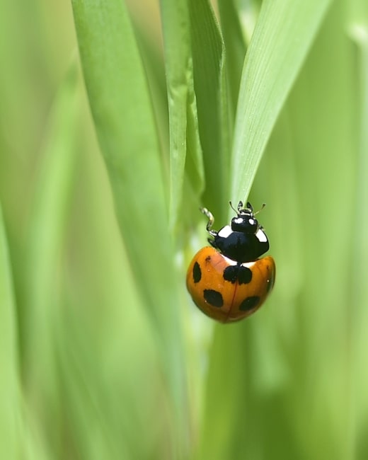 七星テントウムシ(Coccinella septempunctata- the seven-spot ladybird)　　—15.5.4—