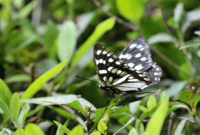 久方ぶりに和田堀に行ってきました。ゴマダラ蝶やコシアキトンボがたくさん飛んでいました。
