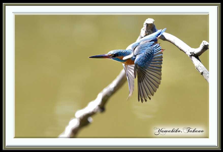 カワセミの春到来（Spring of Common Kingfisher has come)　　　—13.3.25—