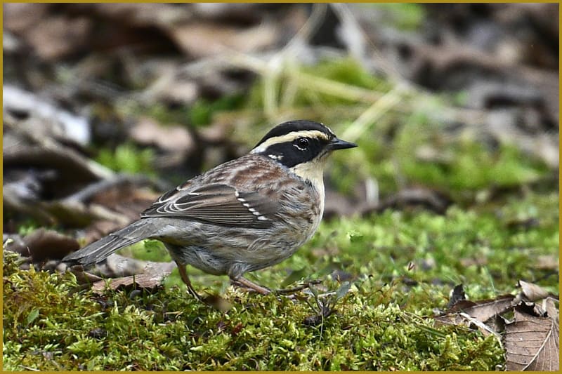 珍鳥 ヤマヒバリ Prunella Montanella Siberian Accentor 16 3 23 高野山彦