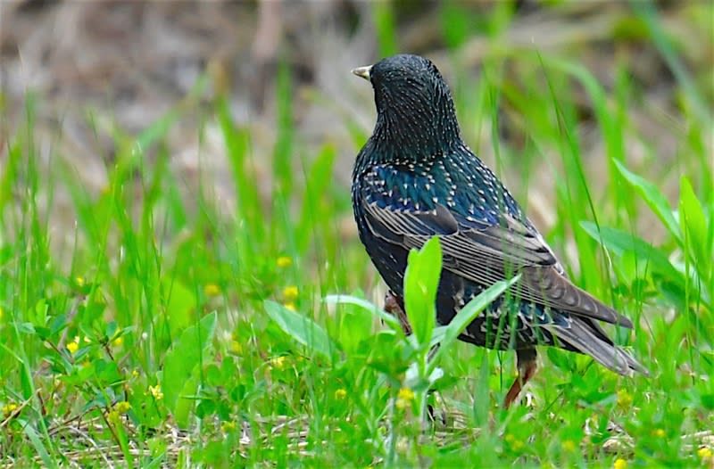 珍鳥ホシムクドリ(Common  Starling)ー舳倉島特集①　　　—2018.5.18—