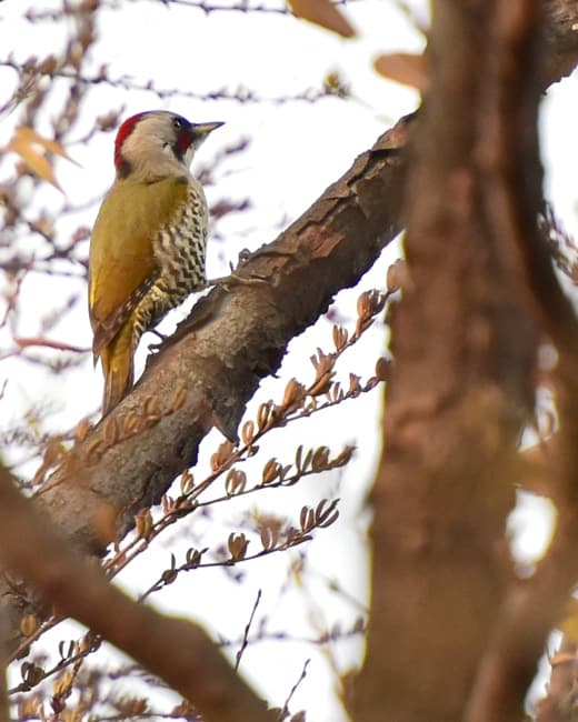アオゲラ♀（Japanese Green Woodpecker)     —’14.11.21—