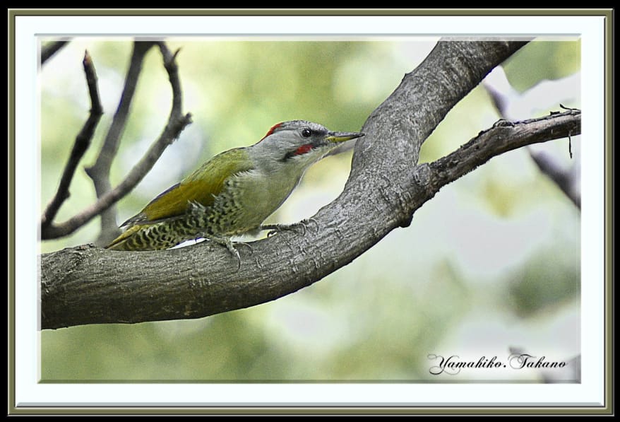 今日一番、森一番のカラフルな鳥ーアオゲラ（Japanese Green Woodpecker)  他   —15.9.29—