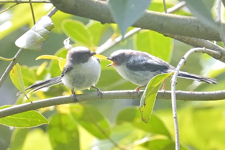 エナガ（Long-tailed Tit)、スズメ(Tree Spallow),コゲラ(Japanese Pygmy Woodpecker)　　—13.5.6—