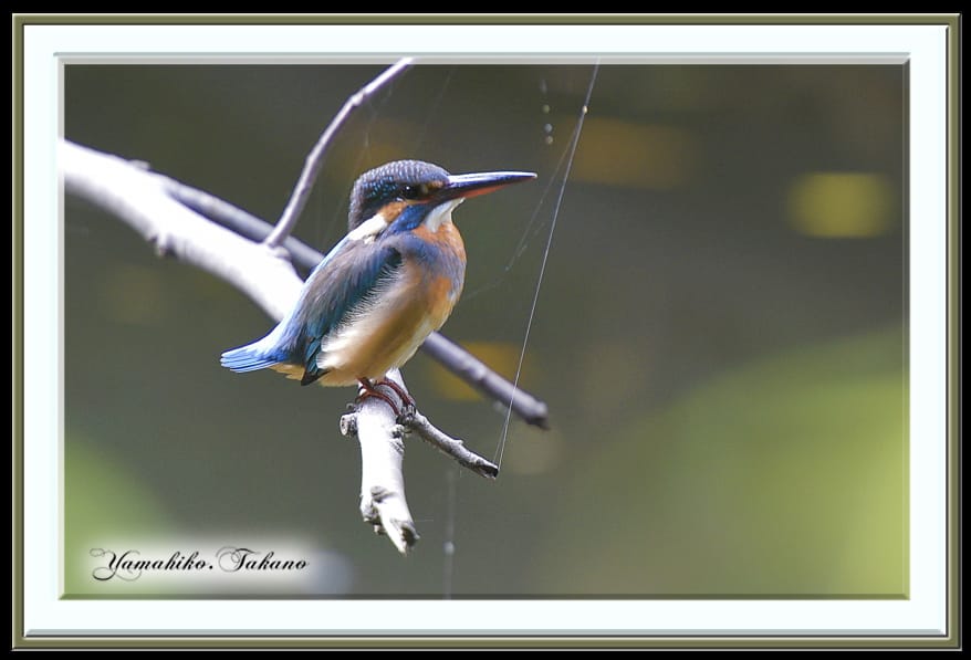 カワセミ（Common Kingfisher )         —15.11.15—
