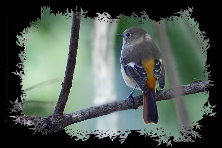 ジョウビタキ(Daurian Redstart ) ♀         —’14.11.17—
