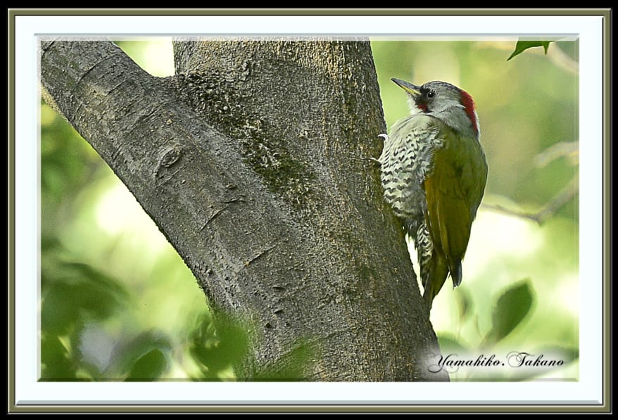 アオゲラ（Japanese Green Woodpecker)      —15.9.20—