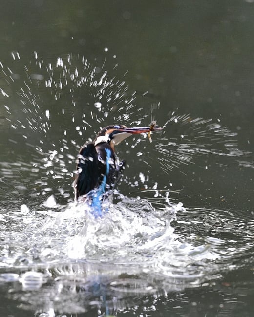 カワセミ（Common Kingfisher )         —16.1.5—