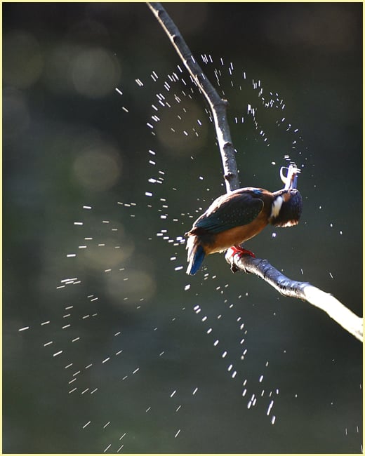 カワセミ（Common Kingfisher )         —16.1.17—