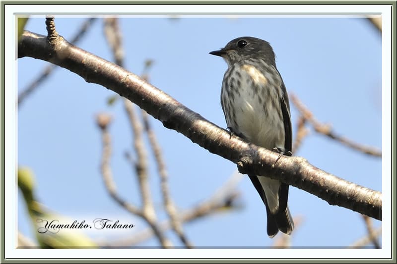 エゾビタキ(Grey-streaked Flycatcher)の成鳥　—12.10.5—