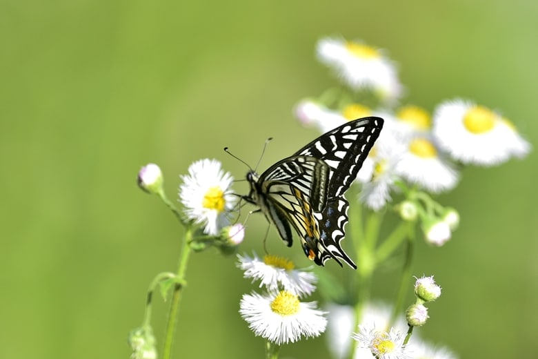 アゲハ（Papilio xuthus Linnaeus) -(Swallowtail butterflies)         —15.5.3—
