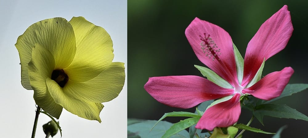 芙蓉の花（Cotton rosemallow）　　　　　　　—15.9.10—