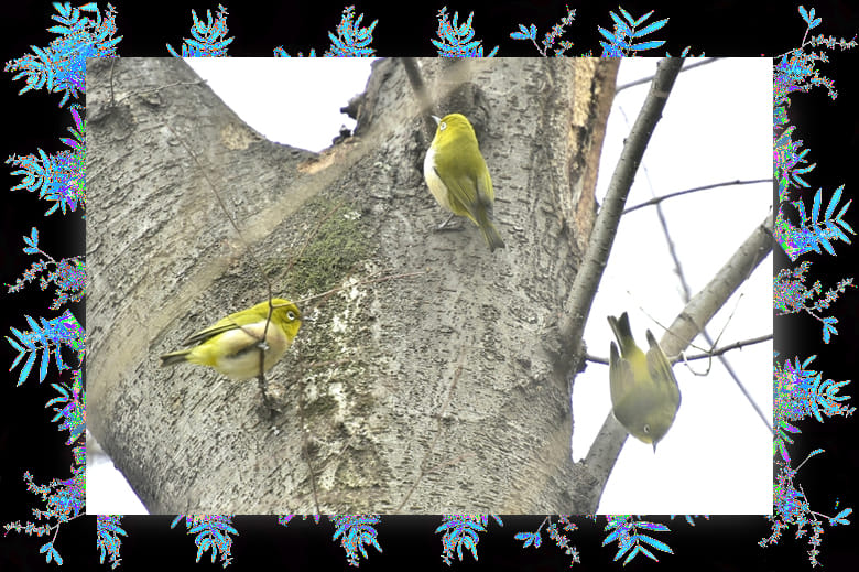 善福寺川界隈の冬の小鳥達