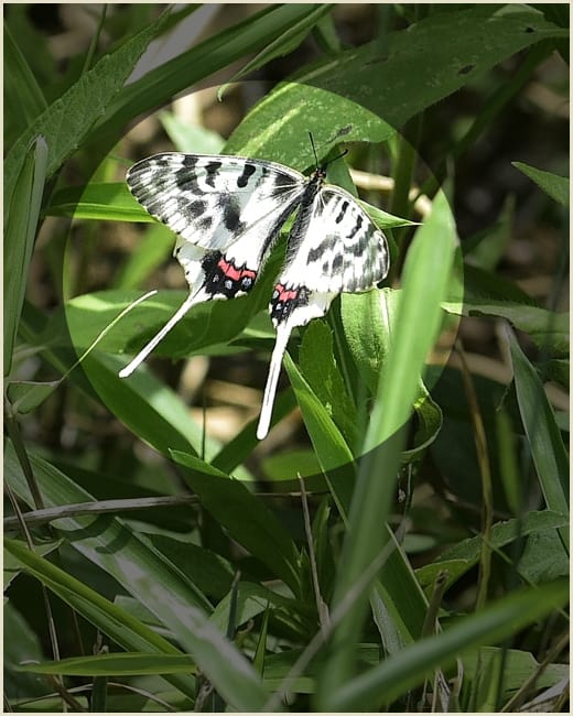 ホソオチョウ(Dragon Swallowtail)              —15.6.2—
