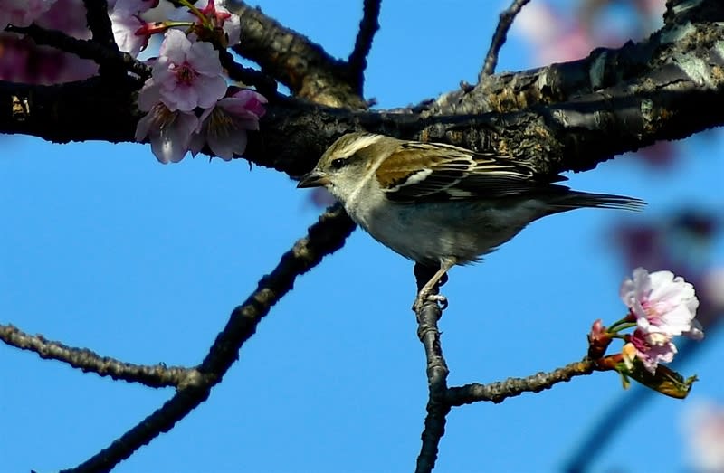 ニュウナイスズメ(Russet Sparrow)♀　　—2018.3.26—