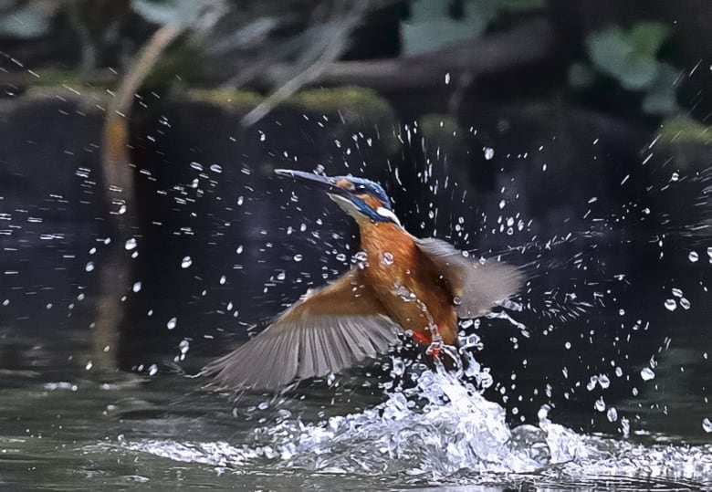 カワセミ（Common Kingfisher )         —16.1.10—
