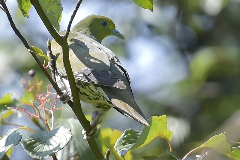 アオバト(White-bellied Green Pigeon)    —’14.9.13—