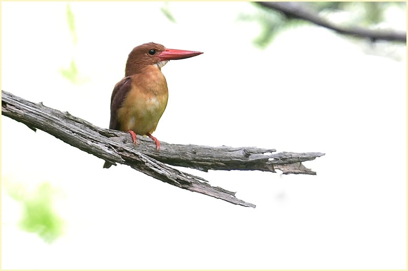 アカショウビン-赤翡翠（Ruddy kingfisher）　　　—’15.7.19—