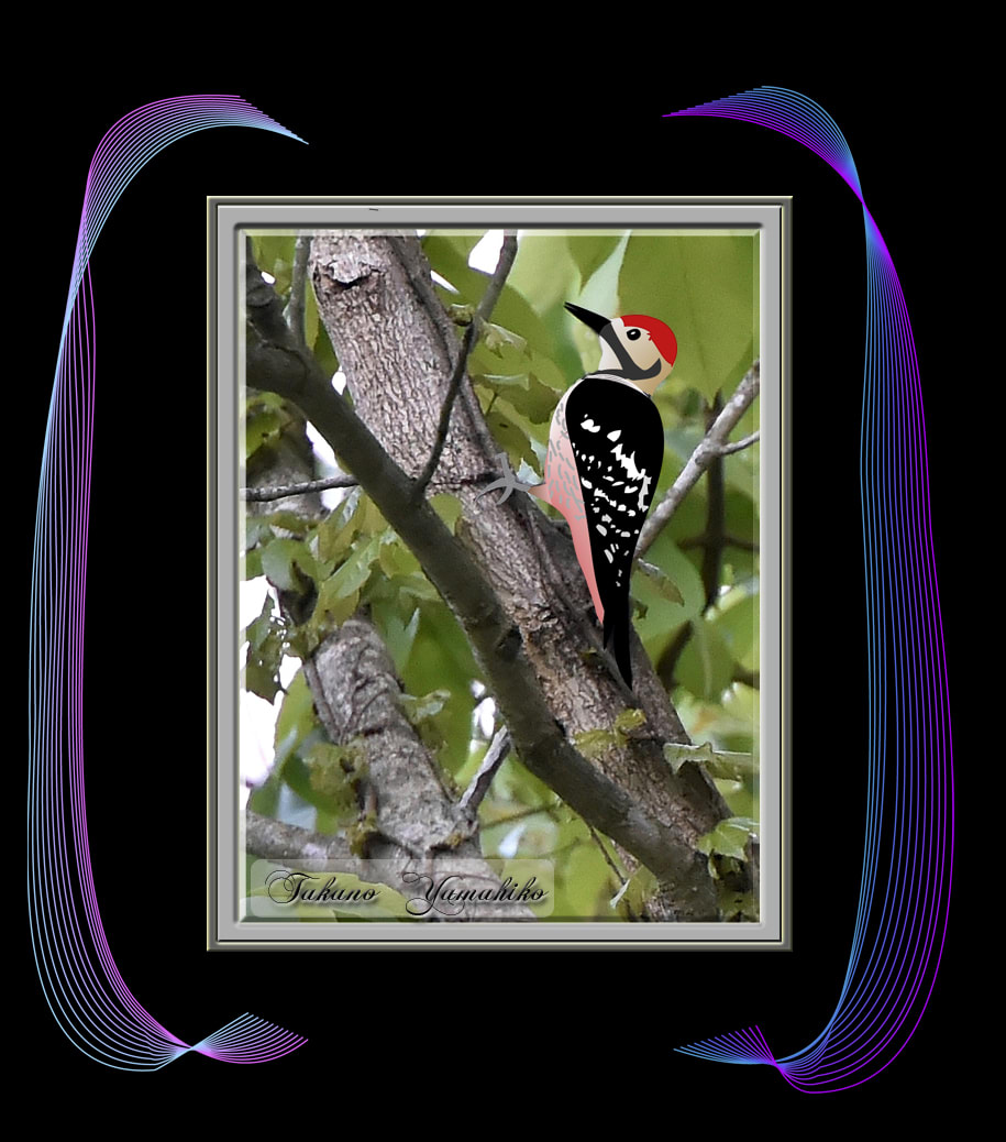 オオアカゲラ（White-backed Woodpecker)      —14.8.8—