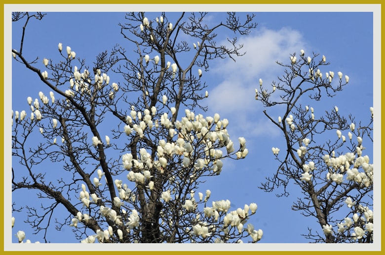 コブシ、白木蓮が早春を告げ始めました。—11.4.1—