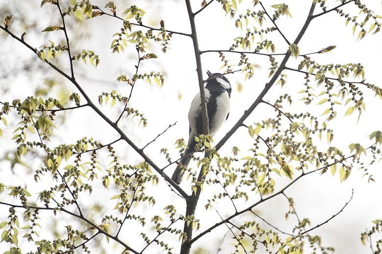 カワセミ（Common Kingfisher )       　　　　　  —16.3.30—