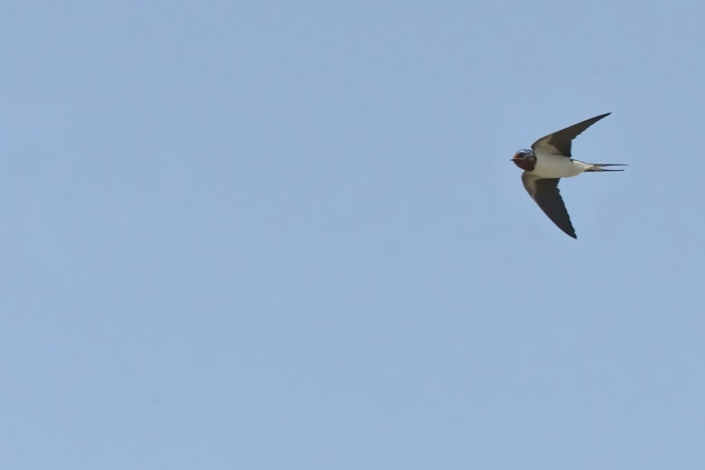 ツバメ-燕-（Barn Swallow)ーー巣作りのための巣材集めと飛翔－２　　—13.4.13—