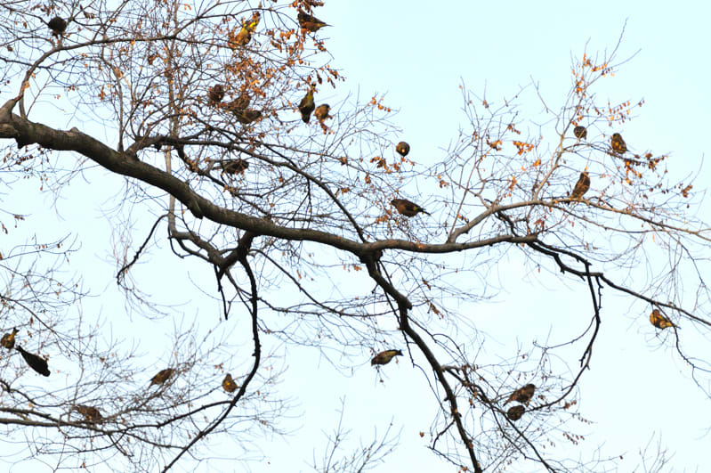カワラヒワ（Oriental Greenfinch）が緑陰広場の秋楡の実に大群で飛来！—12.3.25—
