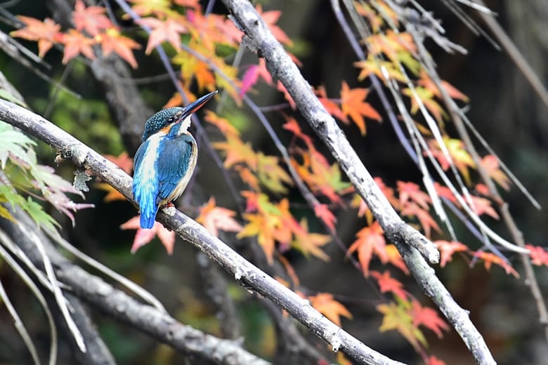 カワセミ（Common Kingfisher )         —15.12.6—