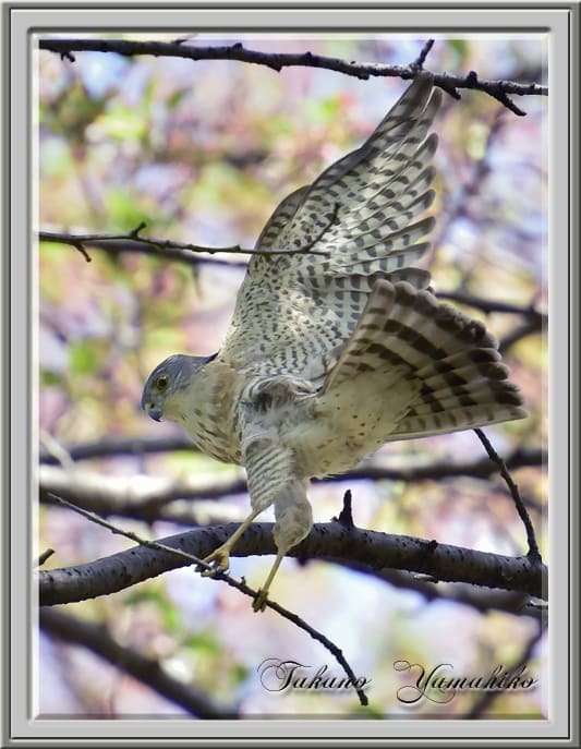 ツミ（Japanese Sparrowhawk)　雌雄最接近！　　　　—14.4.16—