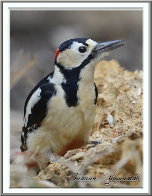 アカゲラ（ Great Spotted Woodpecker）♂ 過去のMY CHOICE　—2013.3.17—