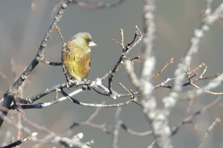 カワラヒワ（Oriental Greenfinch)     —14.1.13—