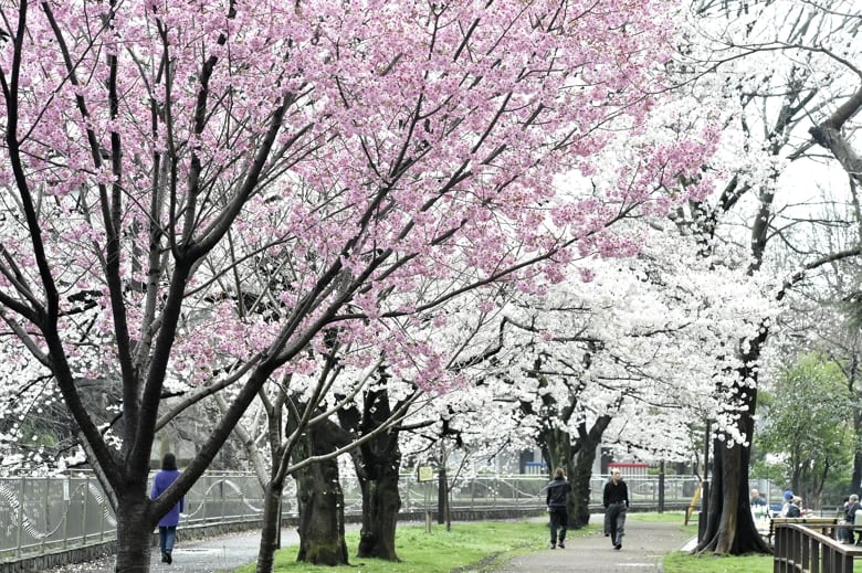 春は桜が一番！　　　—14.4.1—
