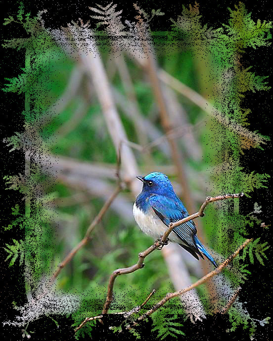 オオルリ（Blue &White Flycatcher)        —13.7.29—