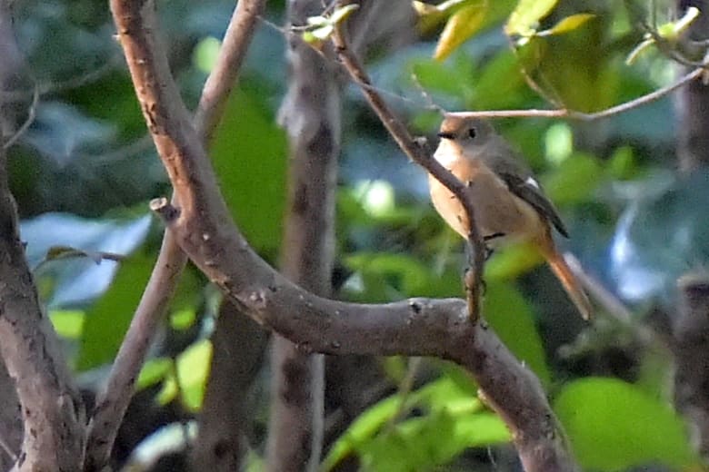 ジョウビタキ(Daurian Redstart ) ♀         —’14.11.14—