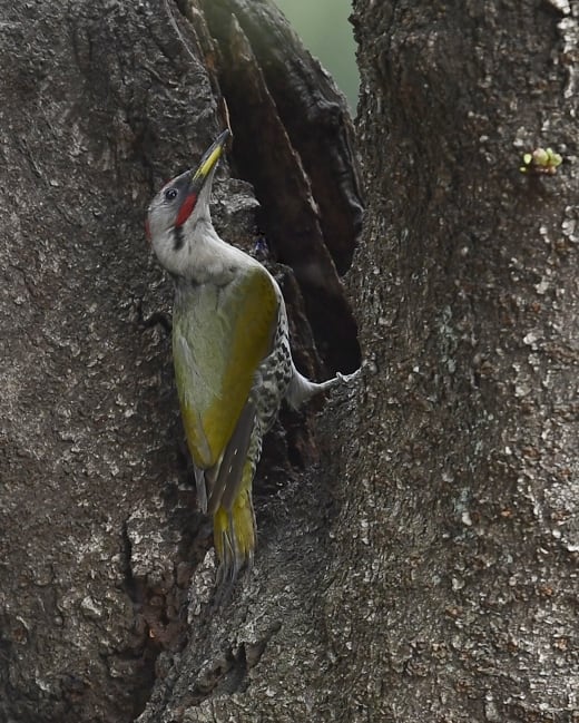 アオゲラ（Japanese Green Woodpecker)