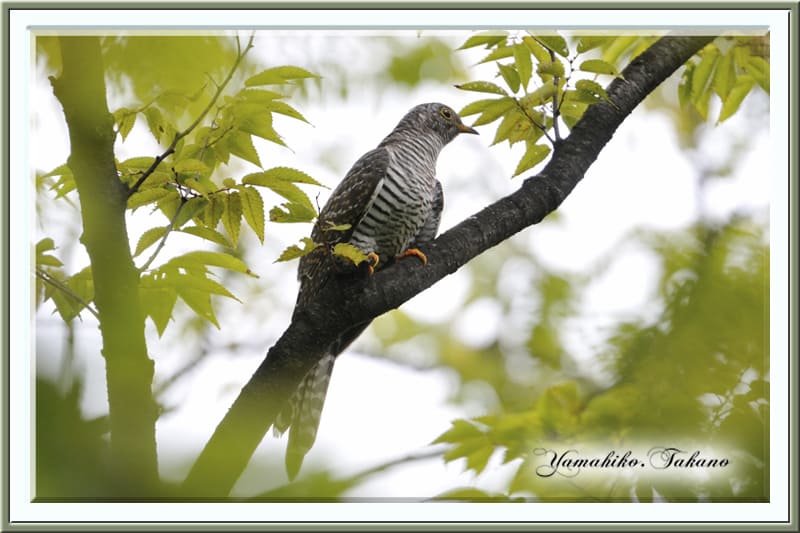 ツツドリ(Oriental Cuckoo)-赤色型-が公園のFIELDに立ち寄る　　　—12.9.29—