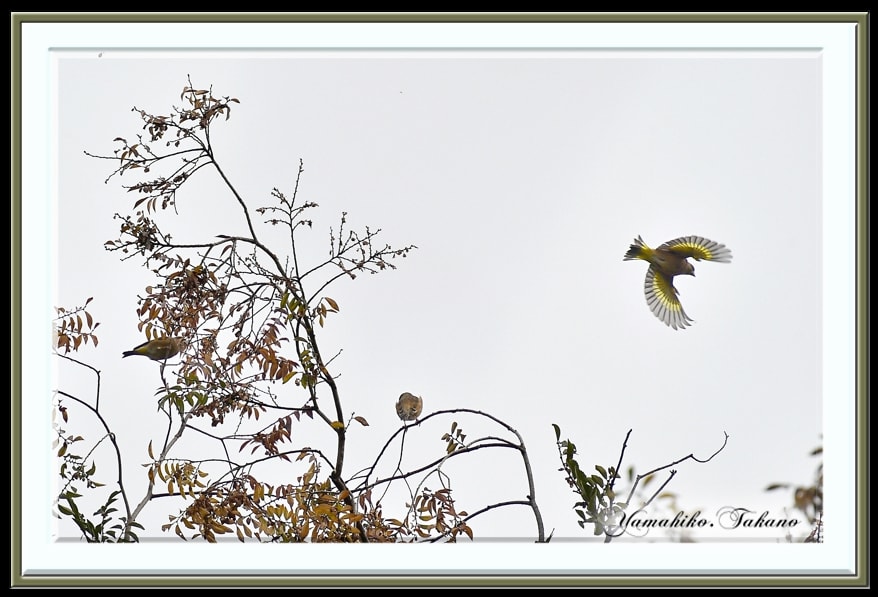 カワラヒワ(Oriental Greenfinch)　　　—15.11.17—