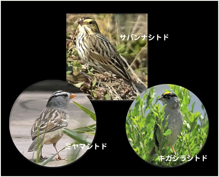 珍鳥サバンナシトド(Savanna Sparrow)と類似種との比較①　　　—2016.2.19—　　　