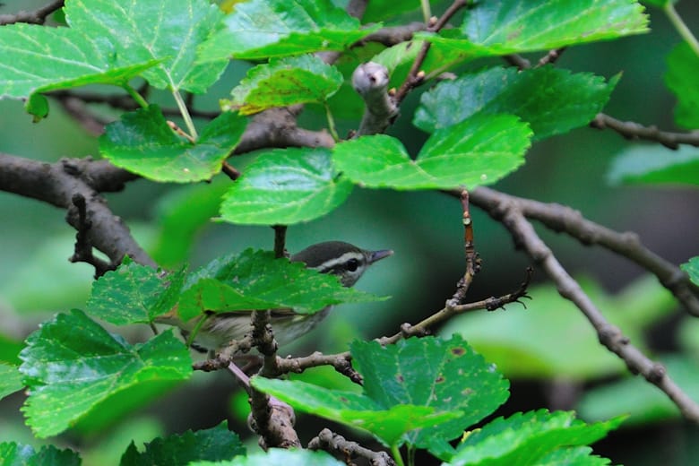 今シーズン初のエゾムシクイ(Sakhalin Leaf Warbler)　