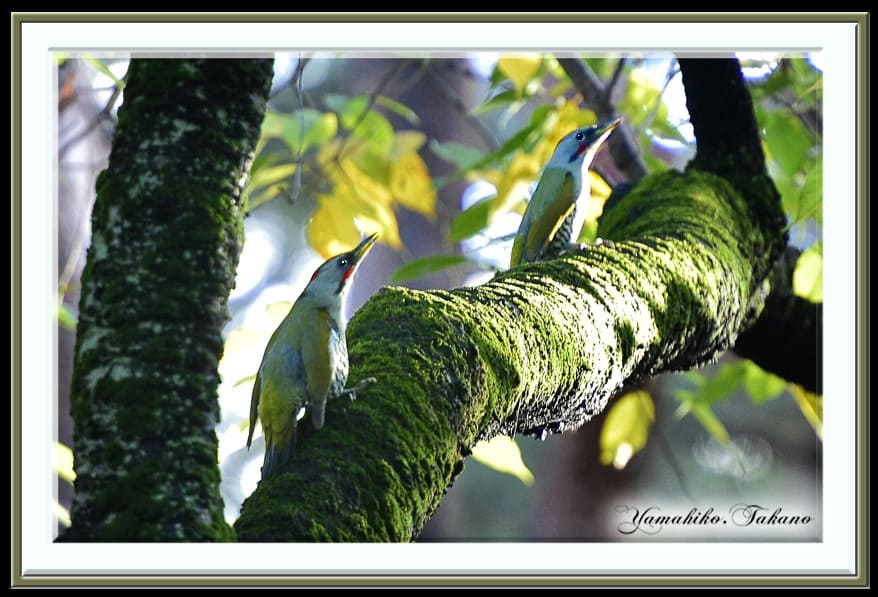 アオゲラ（Japanese Green Woodpecker)      —15.11.16—