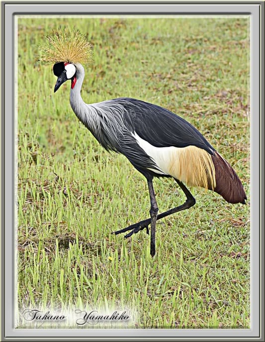 ホオジロカンムリヅル(grey crowned crane )       —15.9.22—　