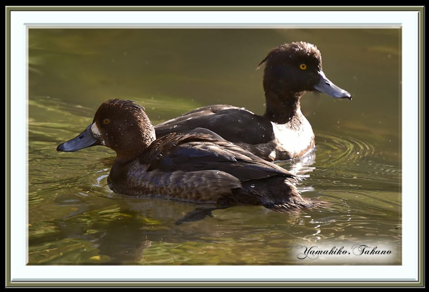 スズガモ Greater Scaup キンクロハジロ Tufted Duck 14 12 6 高野山彦