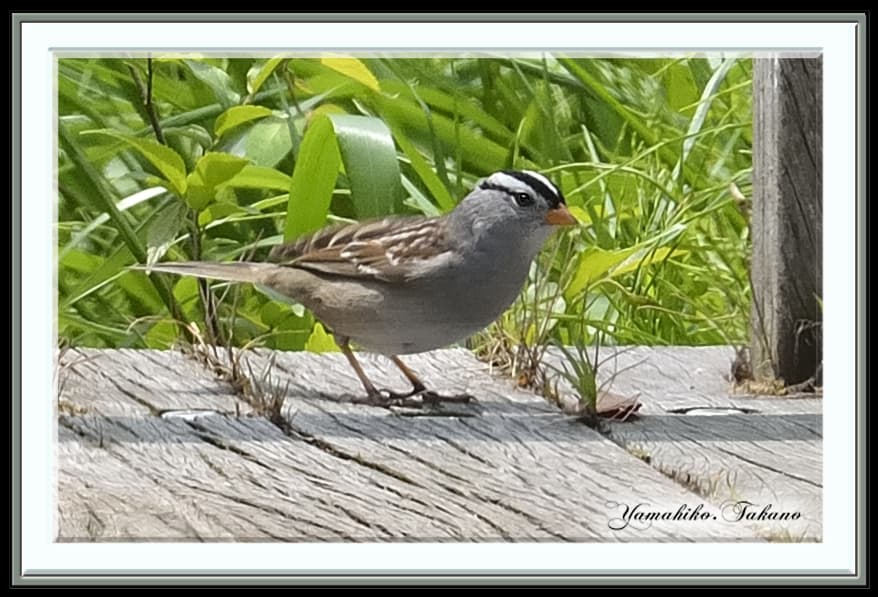 珍鳥ーミヤマシトド（White-crowned Sparrow)　　　—13.4.23—
